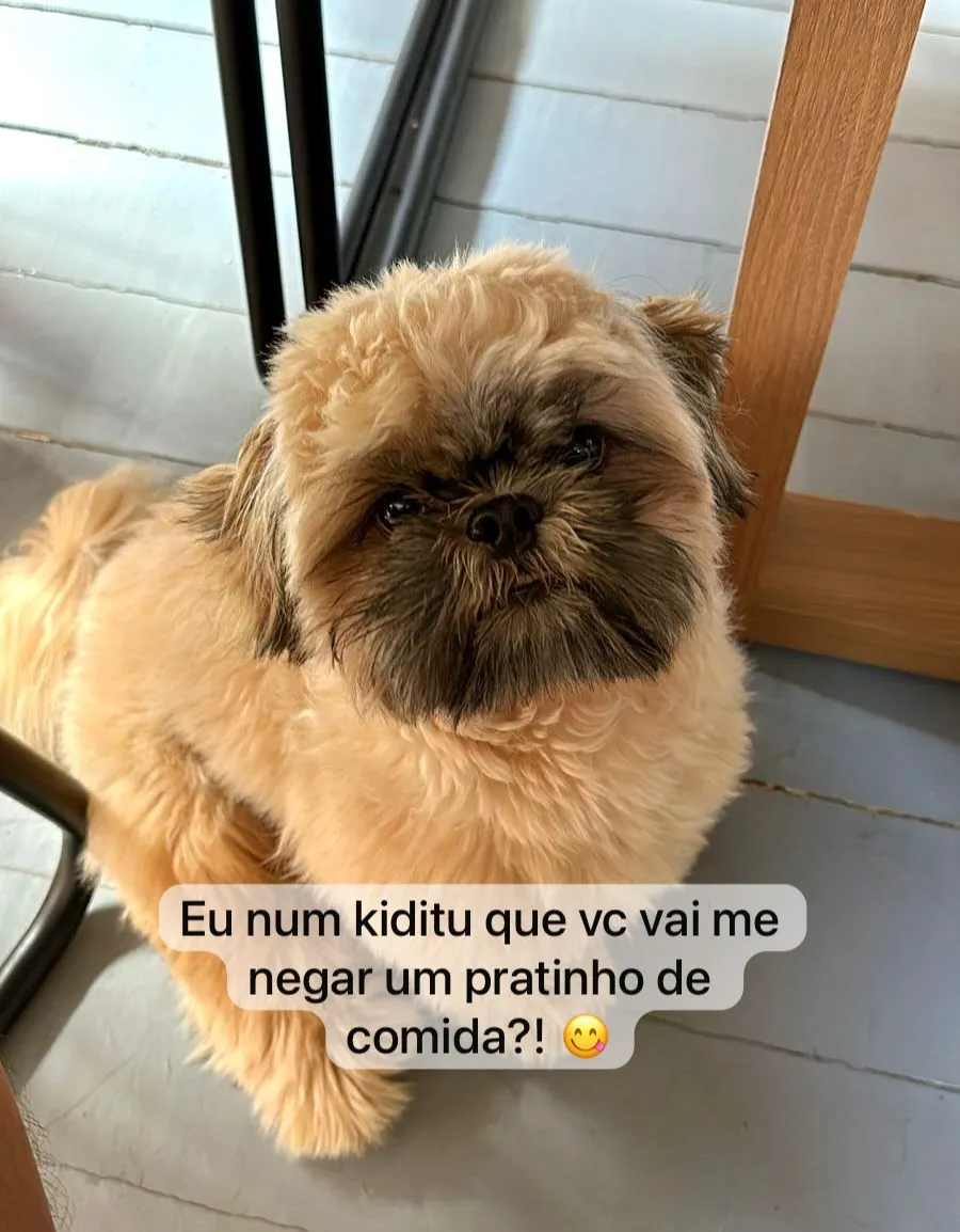 Ajuda para a ração dos nossos Pets